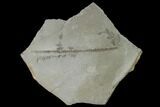 Pennsylvanian Fossil Fern (Neuropteris) Plate - Kentucky #158816-1